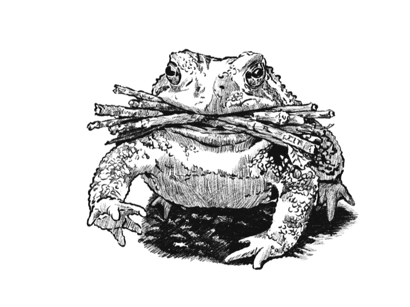 A toad familiar carrying twigs